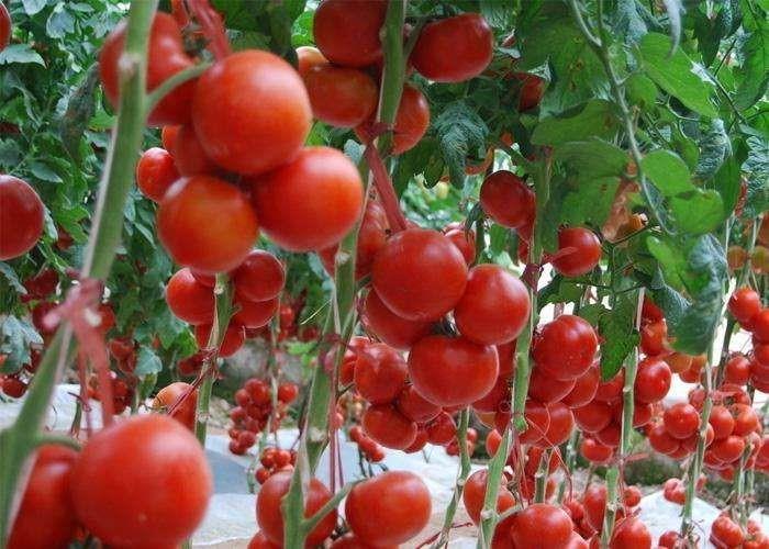 【大棚西红柿】春季塑料大棚早熟栽培技术