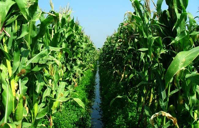【玉米】栽培技术和管理方法